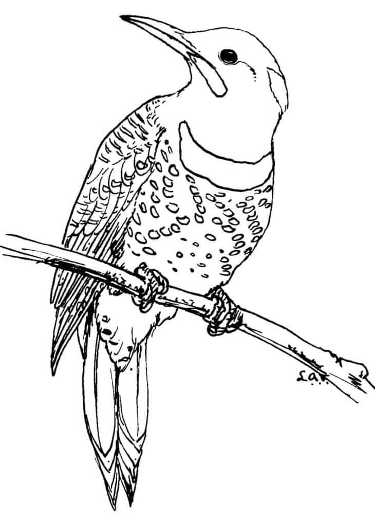 Ağaçkakan