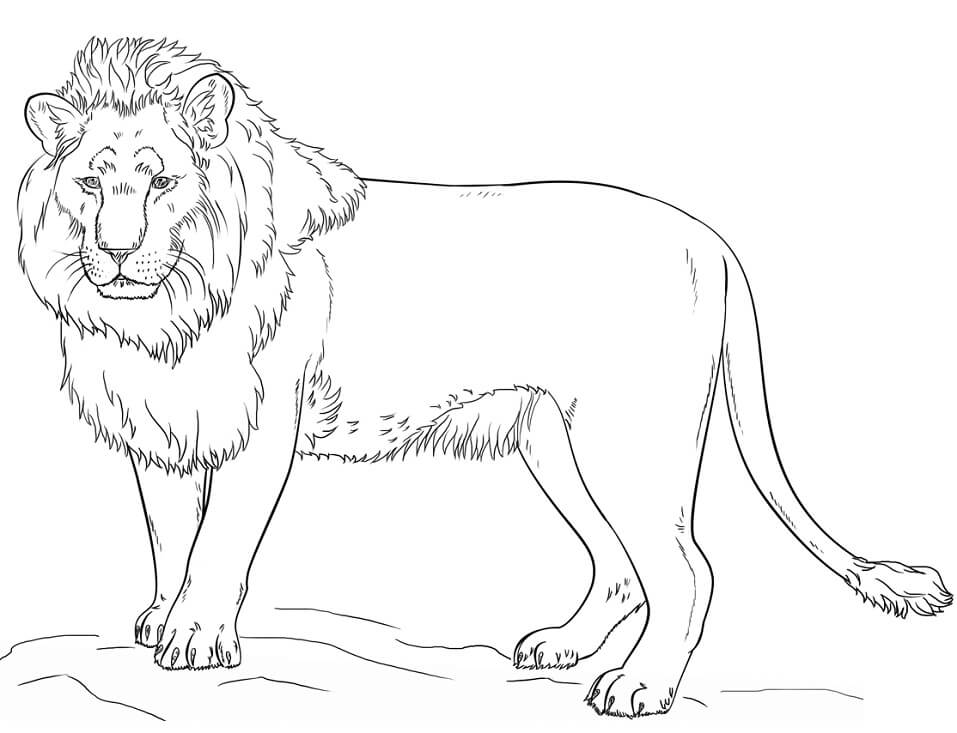 Aslan