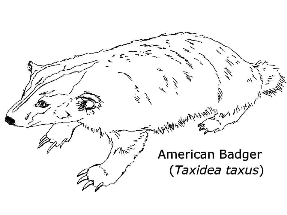 Badger
