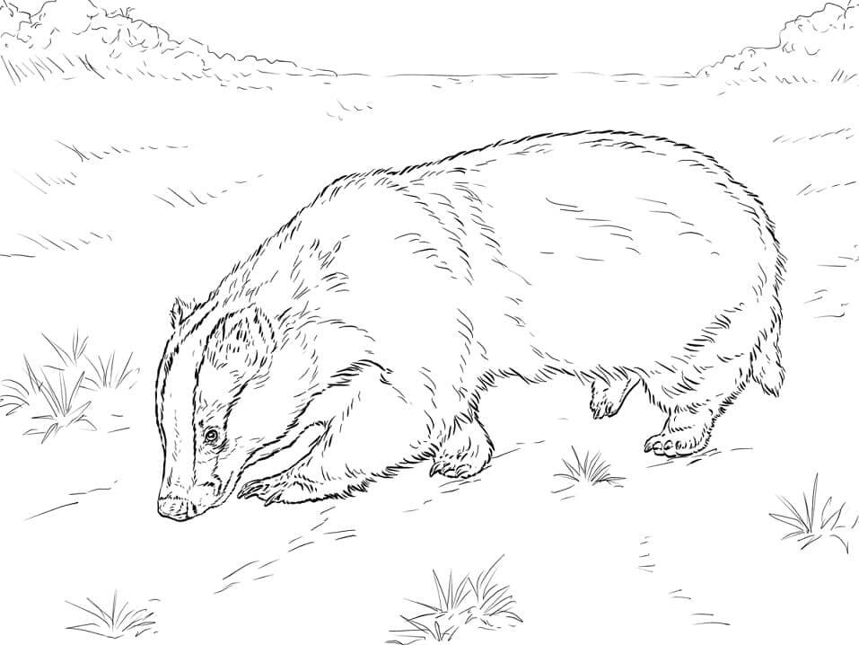 Badger