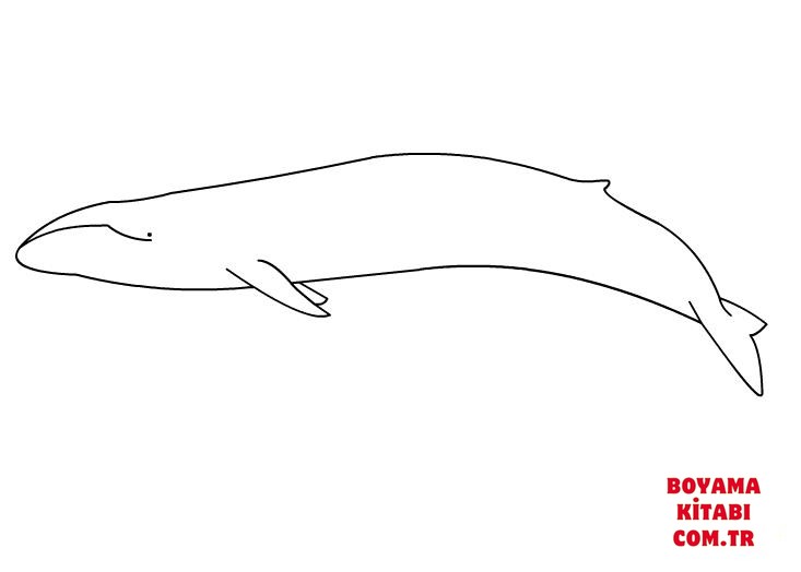 Balina