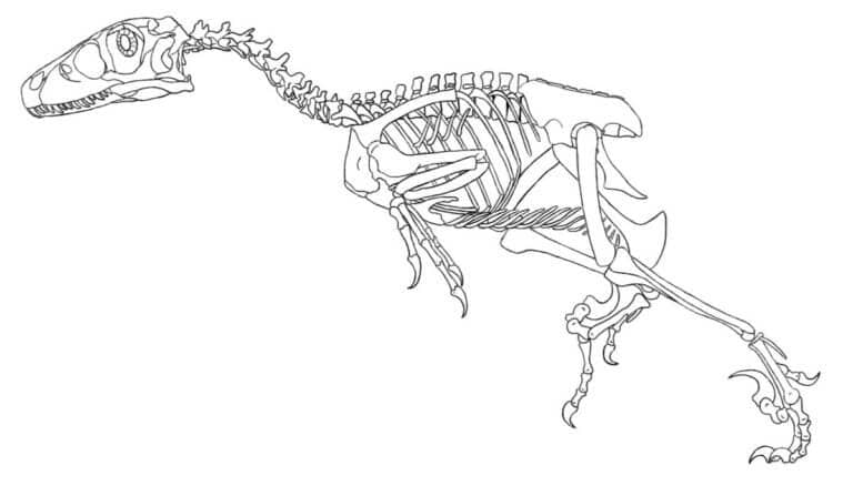 Dinozor