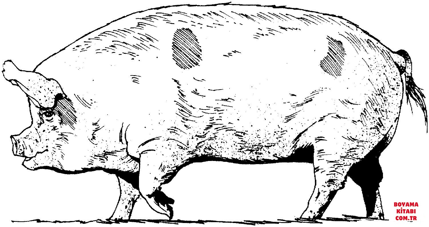 Domuz