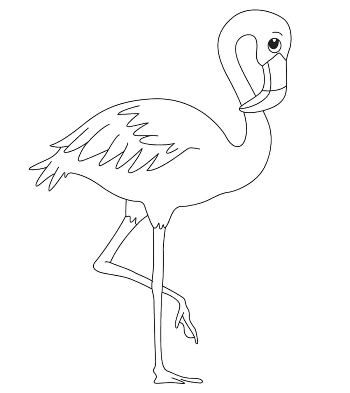 Flamingo