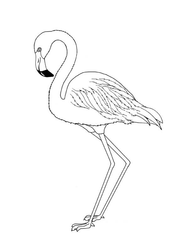 Flamingo