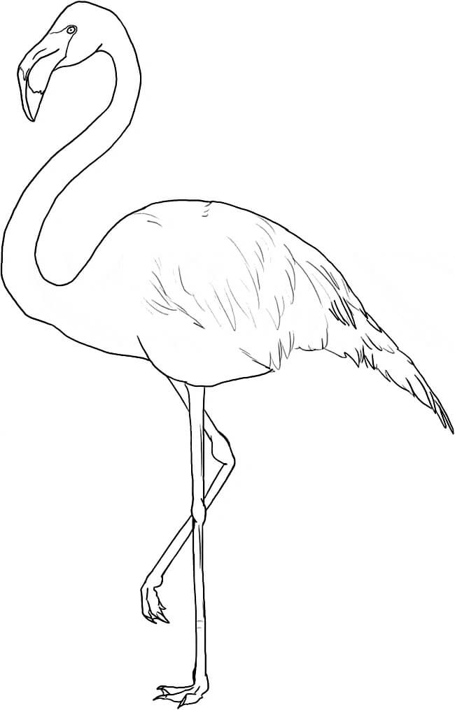 Flamingo