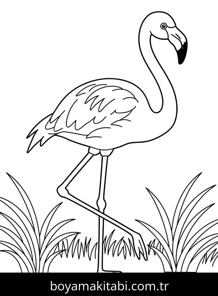 Flamingo