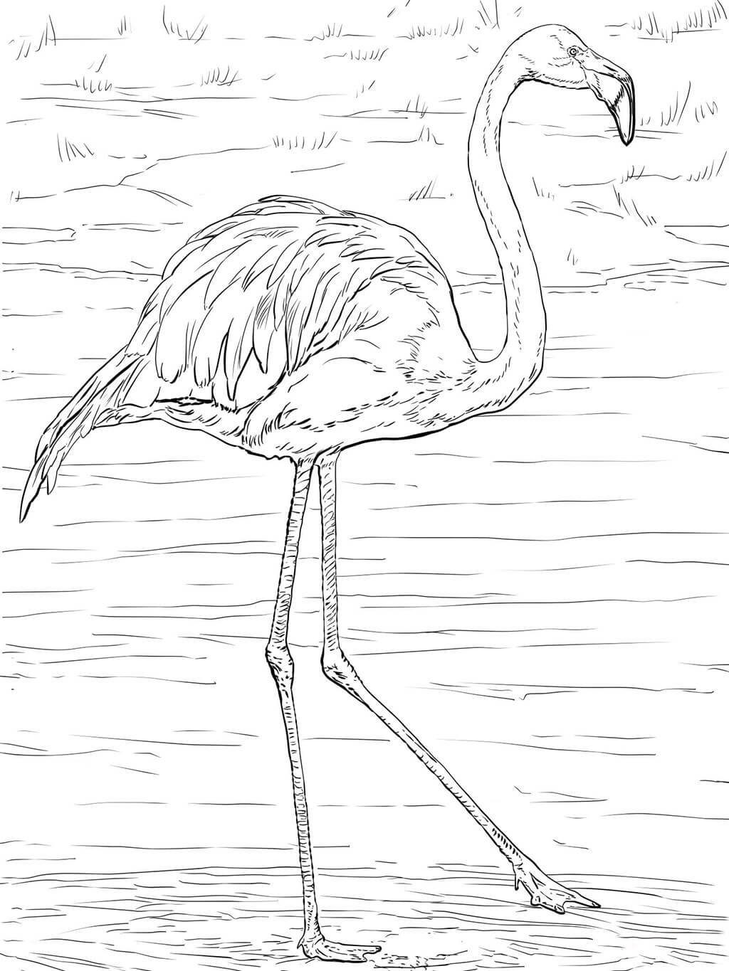 Flamingo