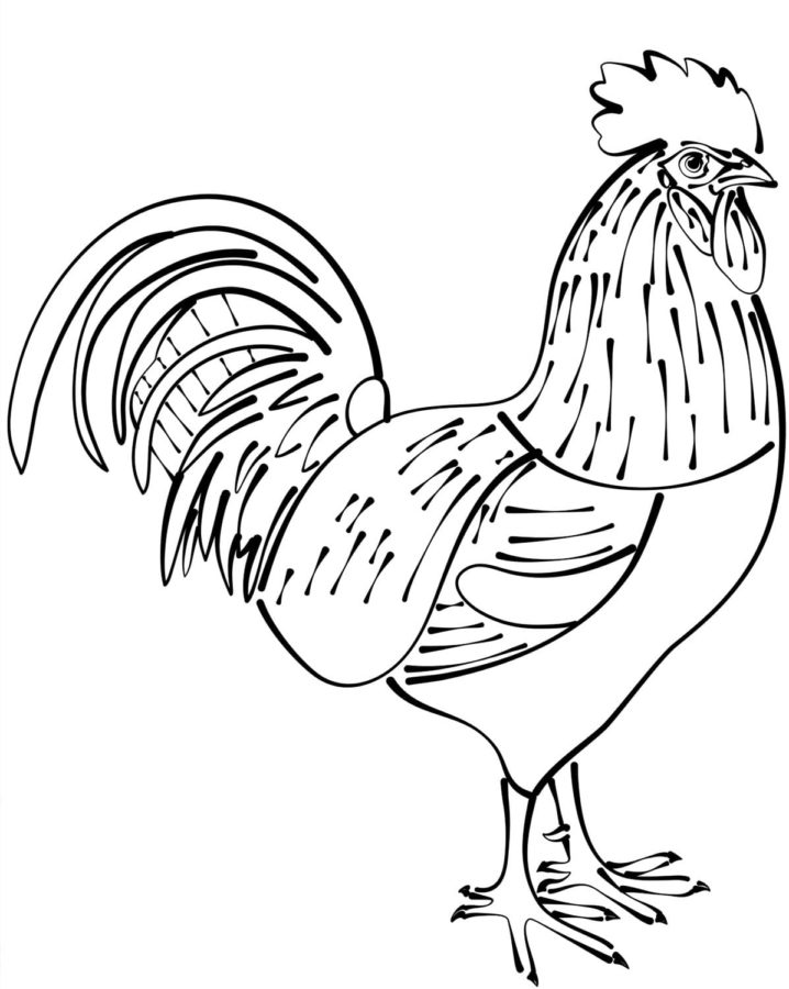 Horoz
