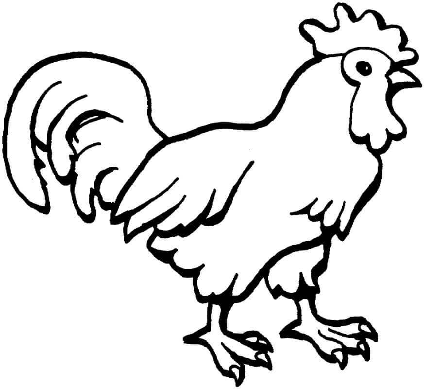 Horoz