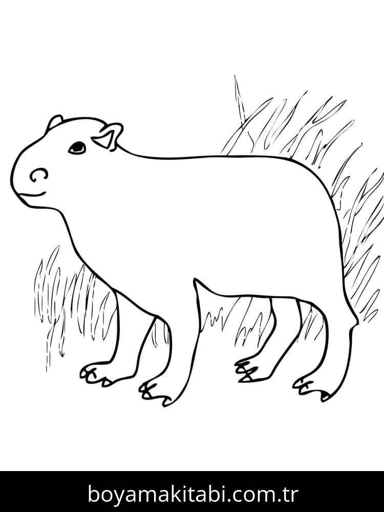 Kapibara