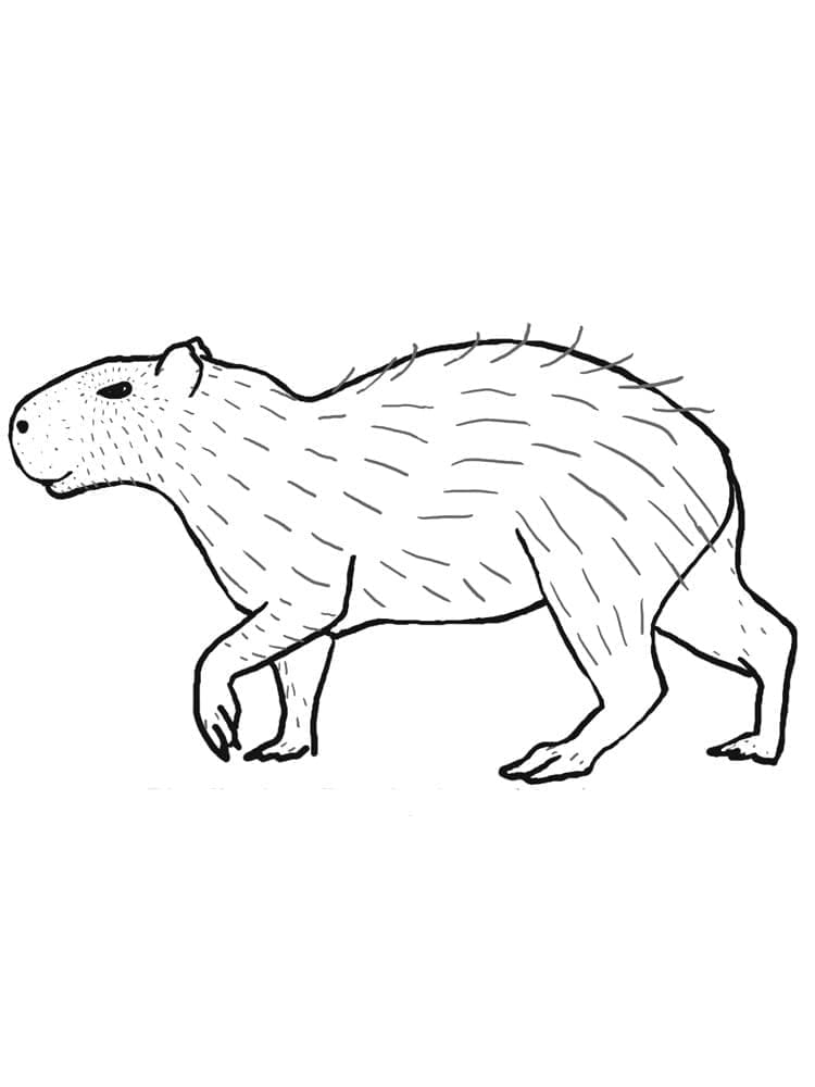 Kapibara