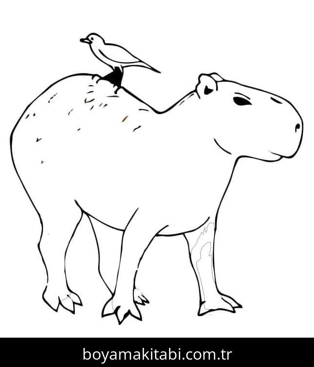 Kapibara