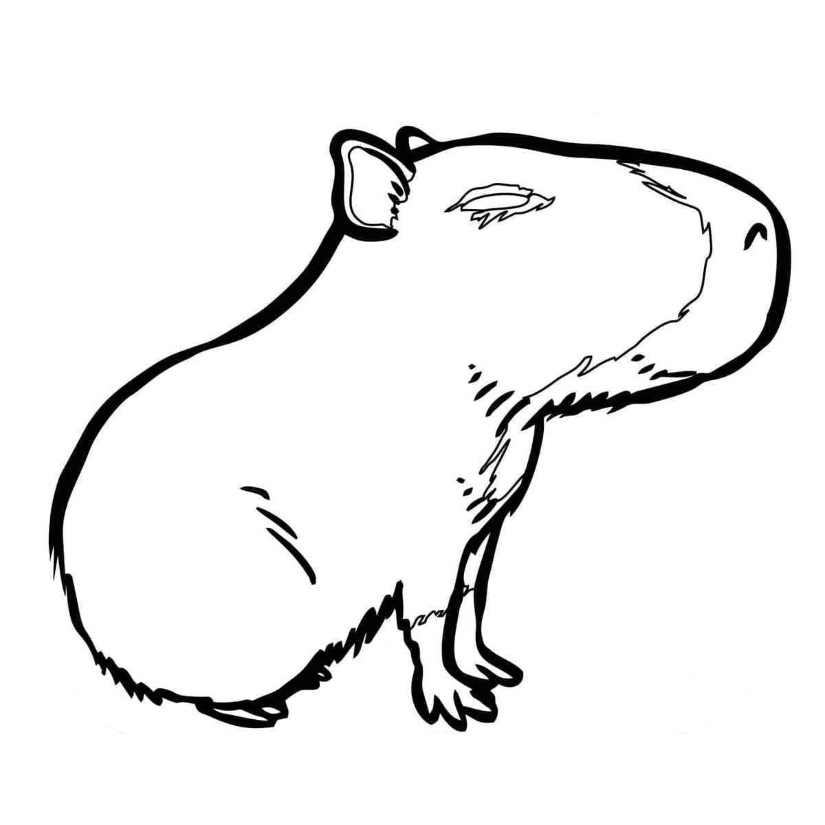 Kapibara