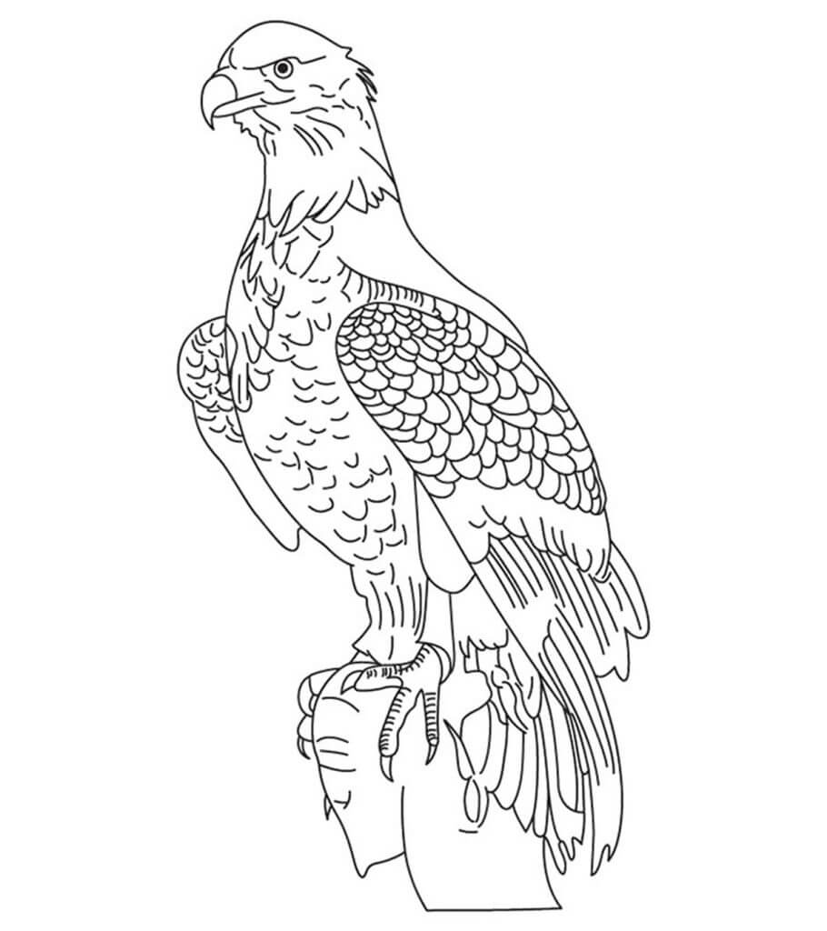 Kartal