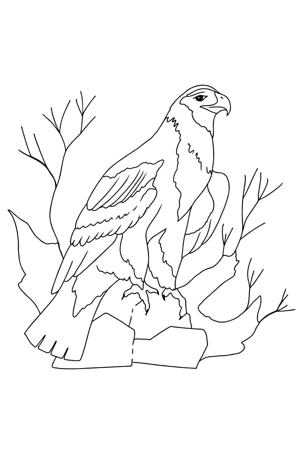 Kartal