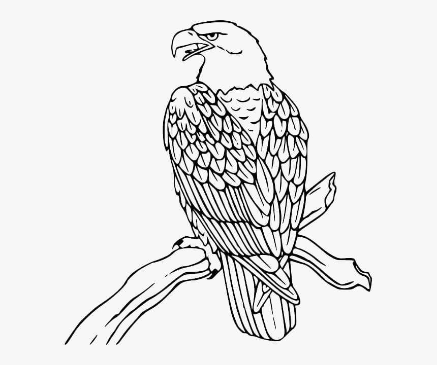 Kartal