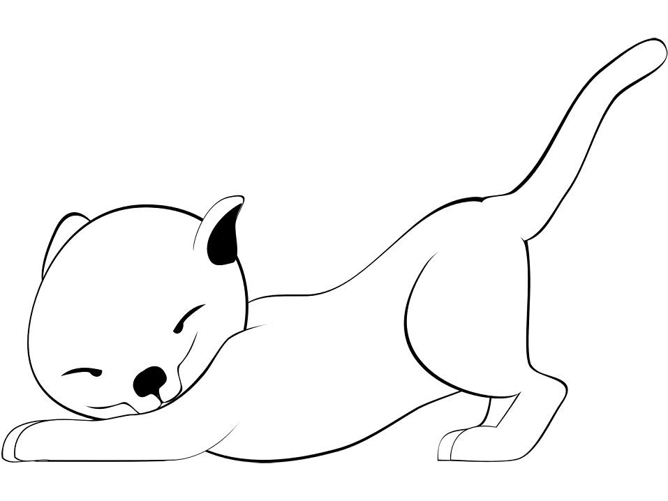 Kedi Yavrusu