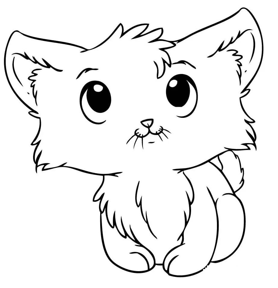 Kedi Yavrusu