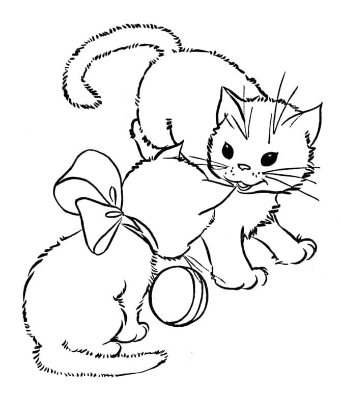 Kedi Yavrusu