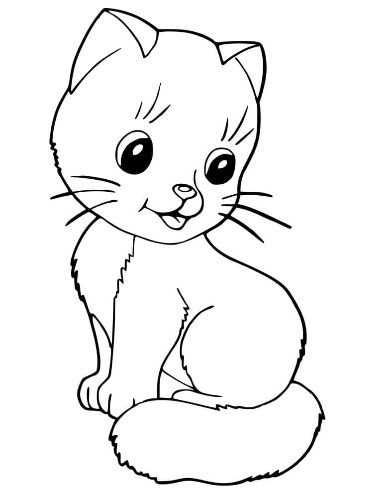 Kedi Yavrusu