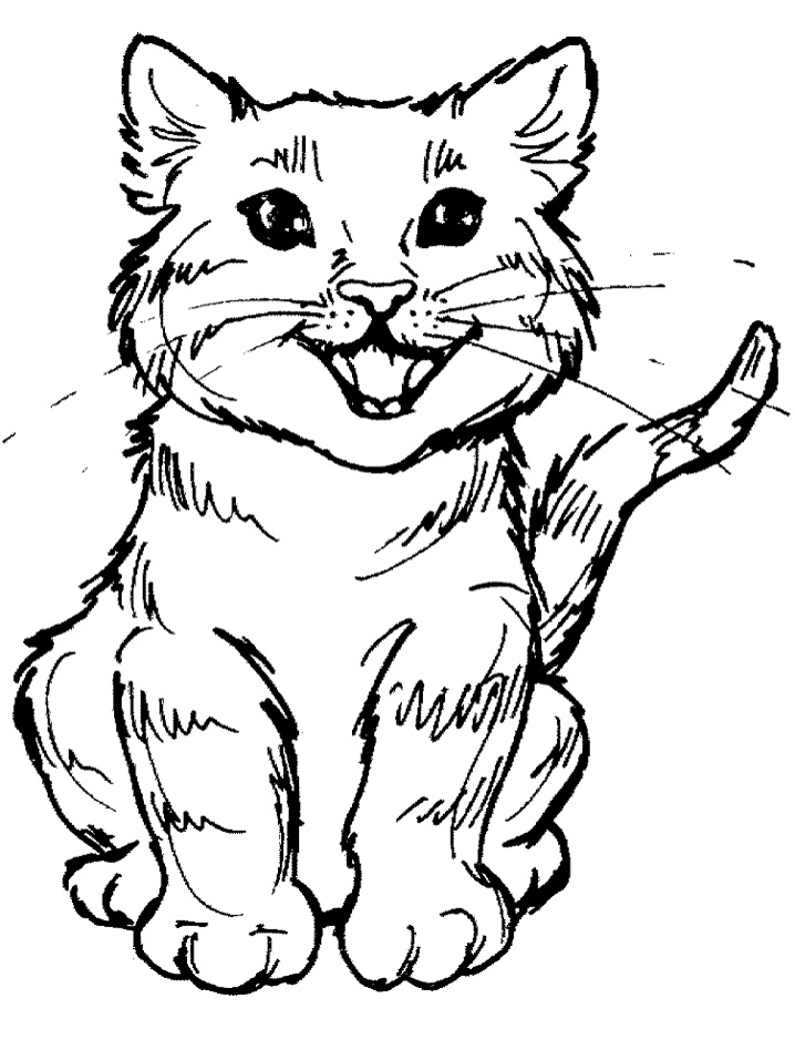 Kedi Yavrusu