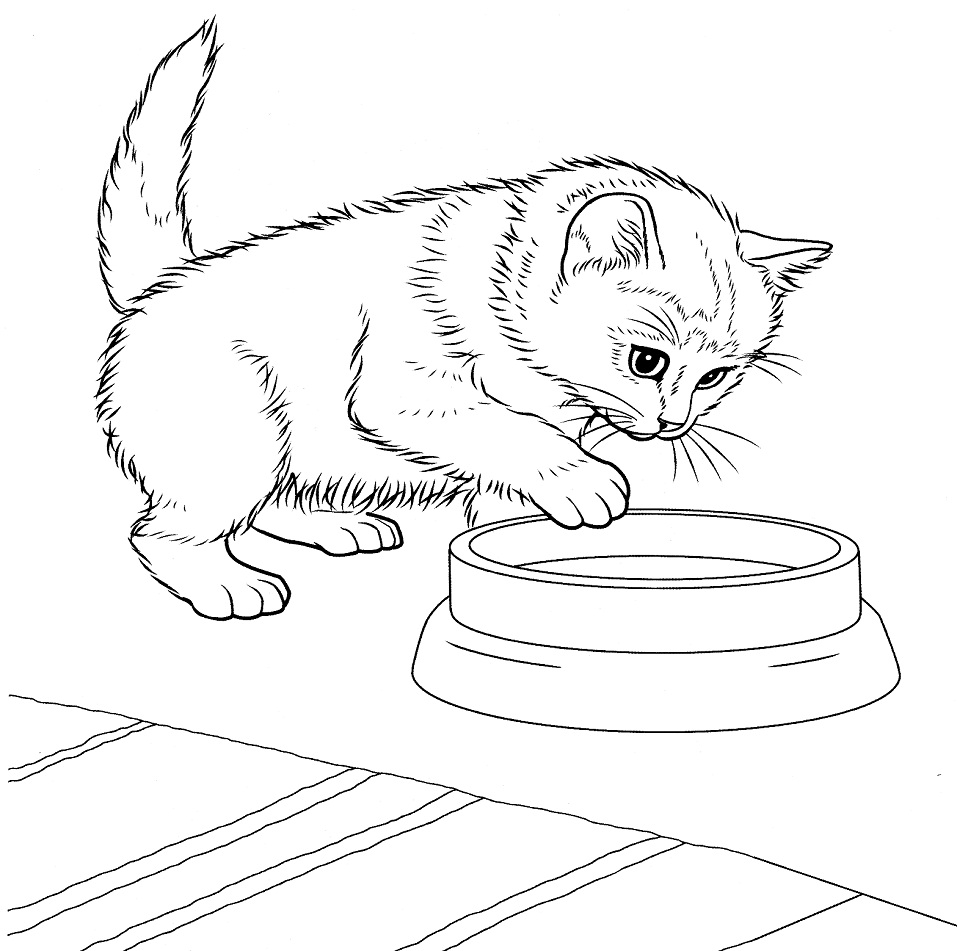 Kedi Yavrusu