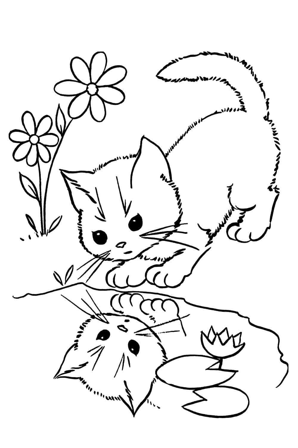Kedi Yavrusu