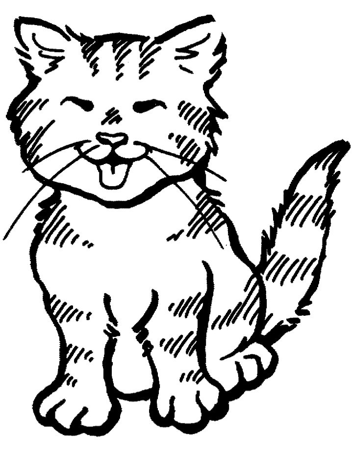 Kedi Yavrusu