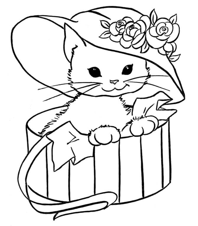 Kedi Yavrusu