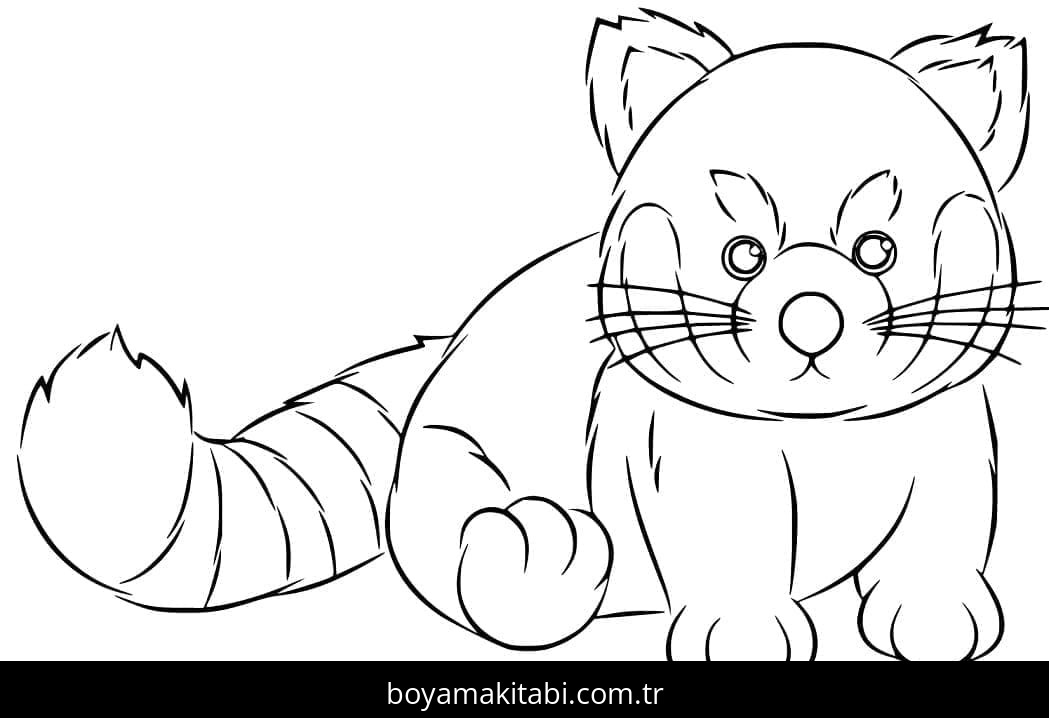 Kırmızı Panda