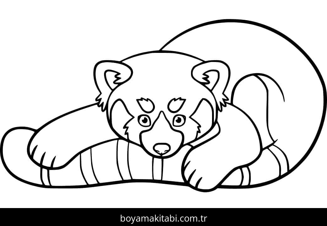 Kırmızı Panda
