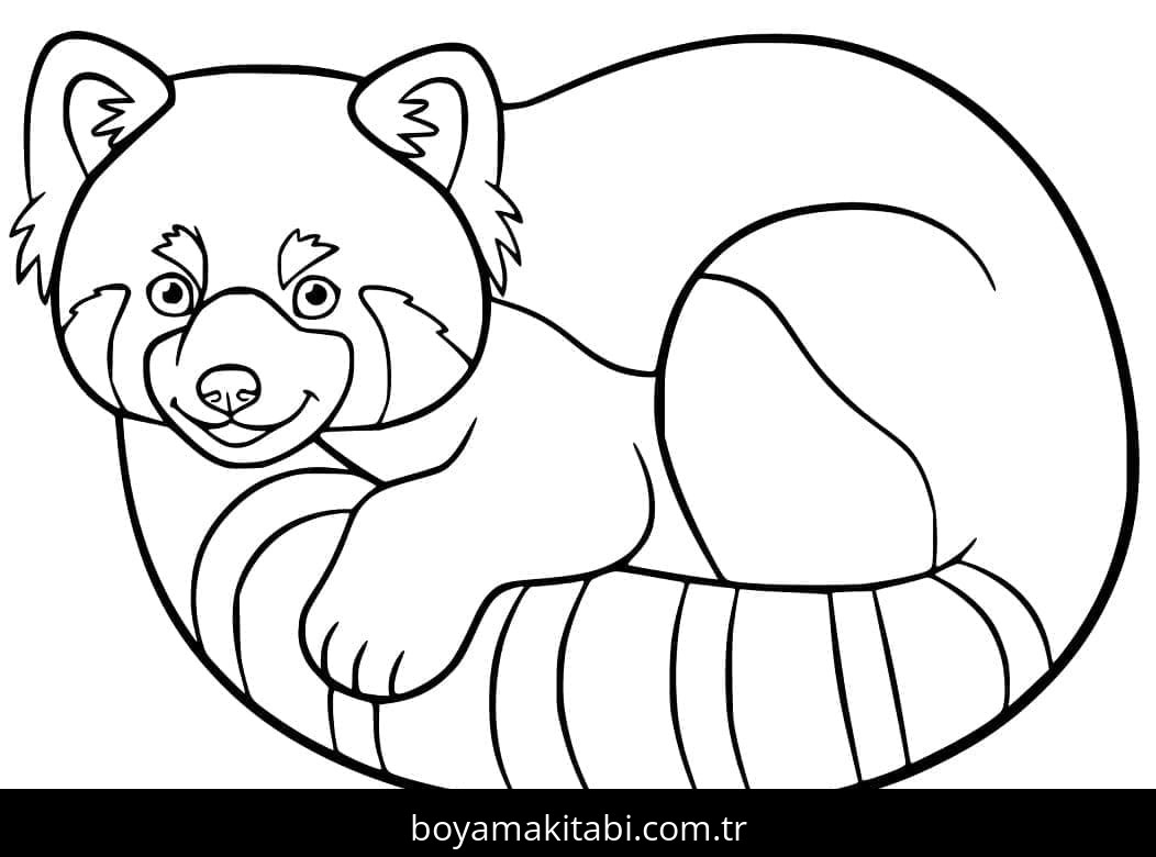 Kırmızı Panda