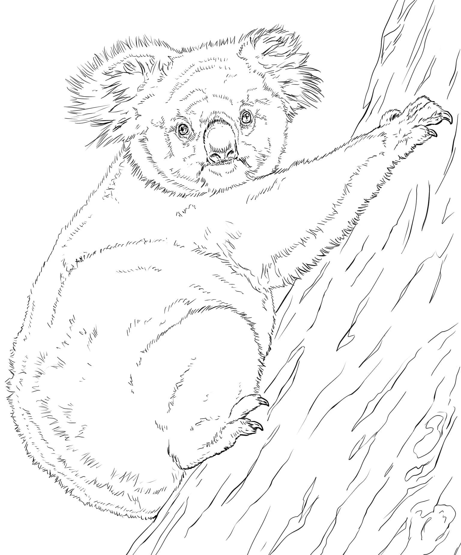 Koala