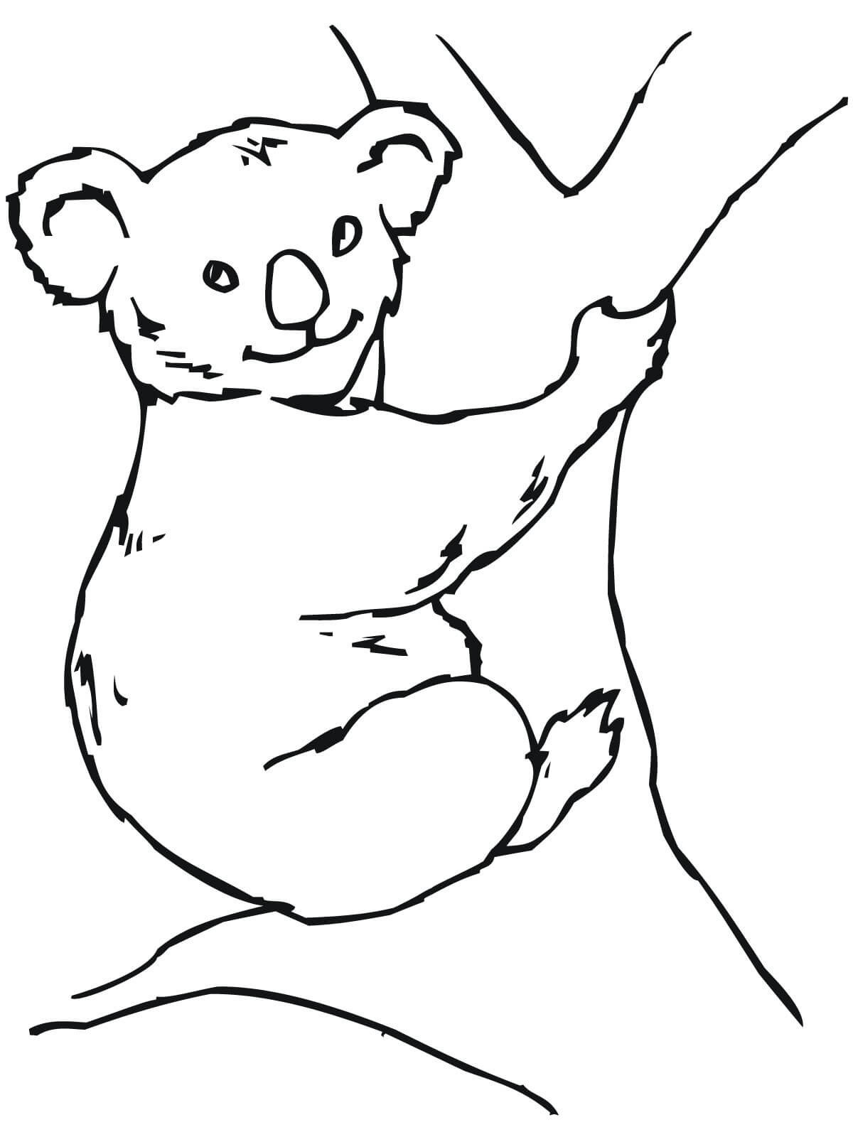 Koala