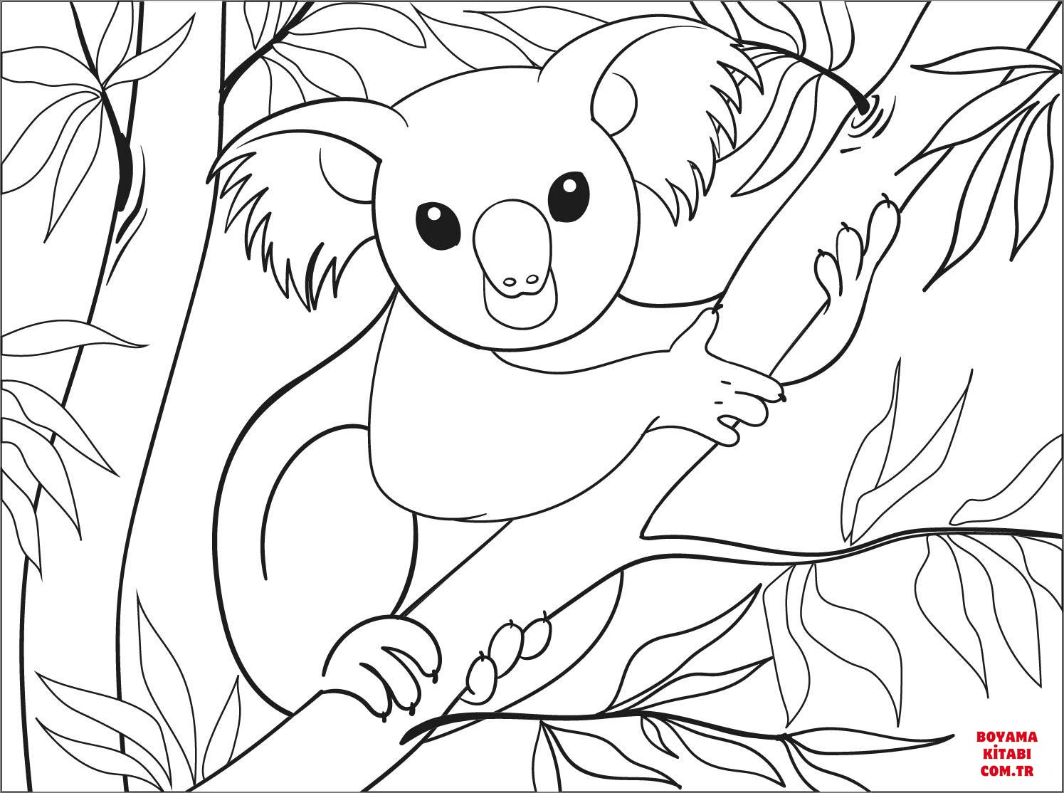 Koala