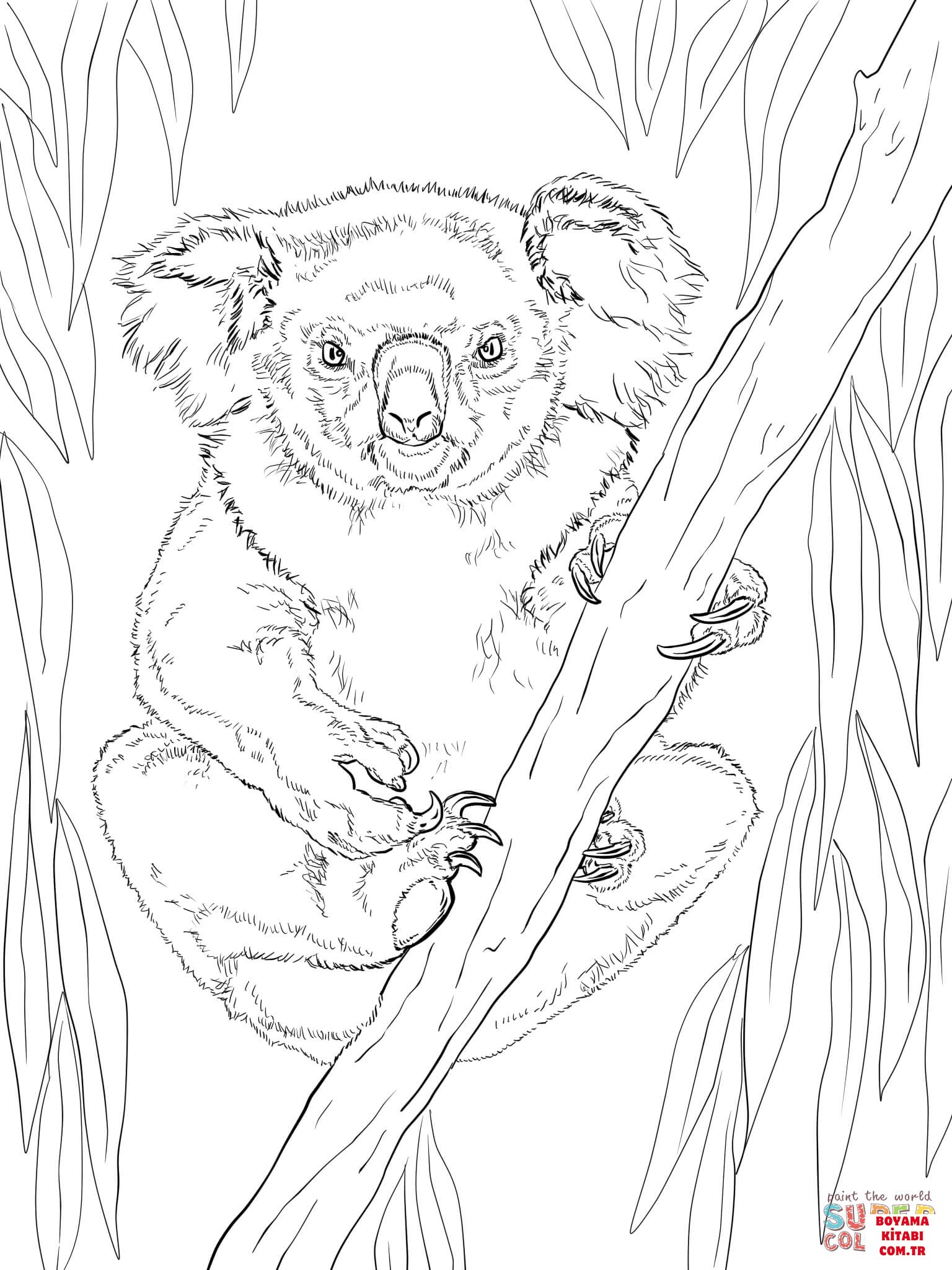 Koala