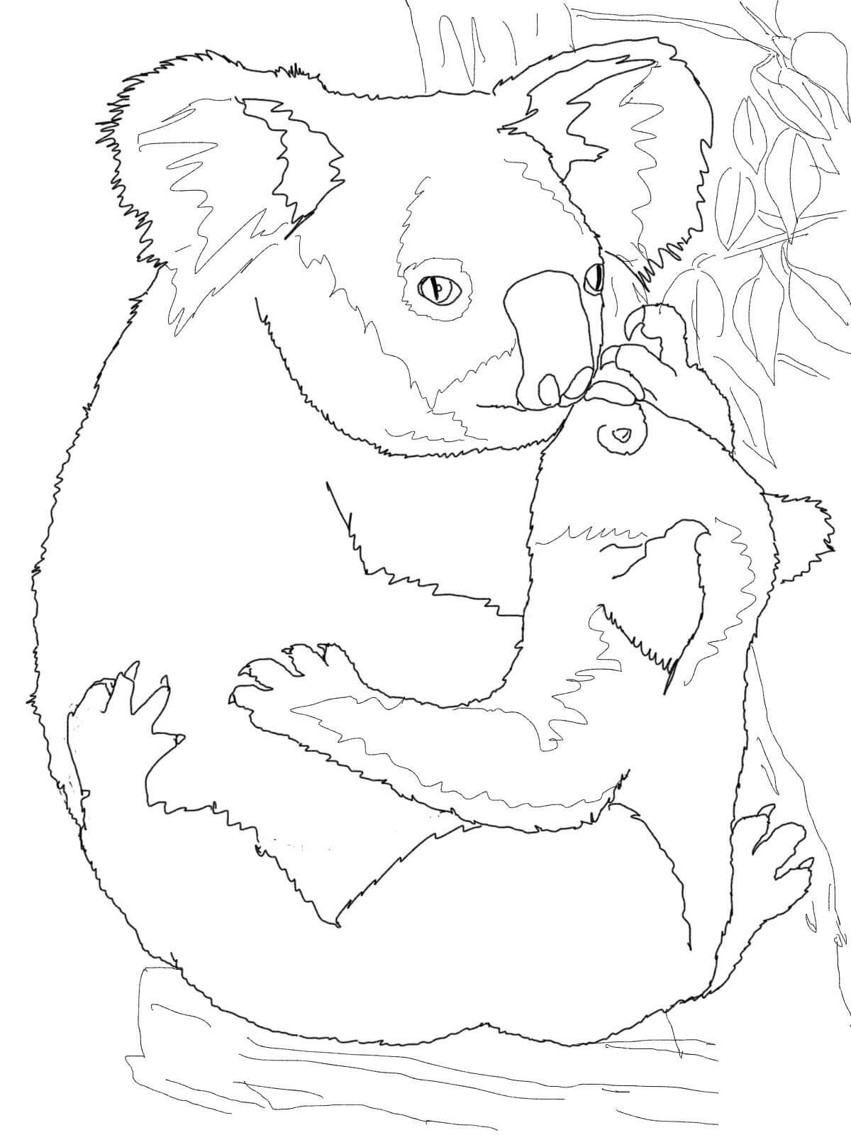 Koala