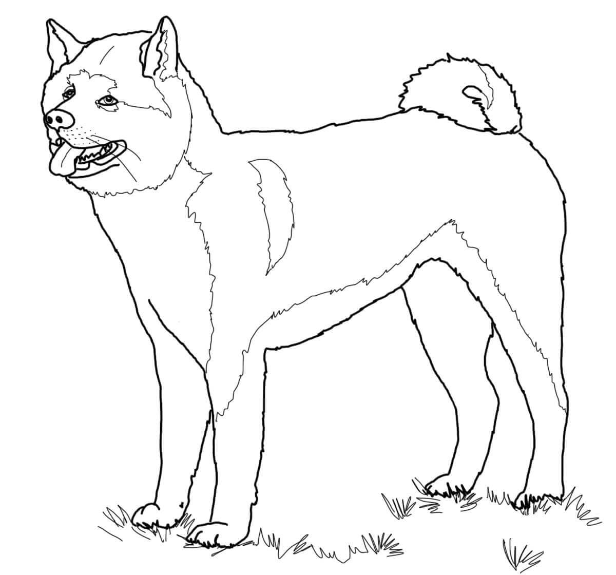 Köpek