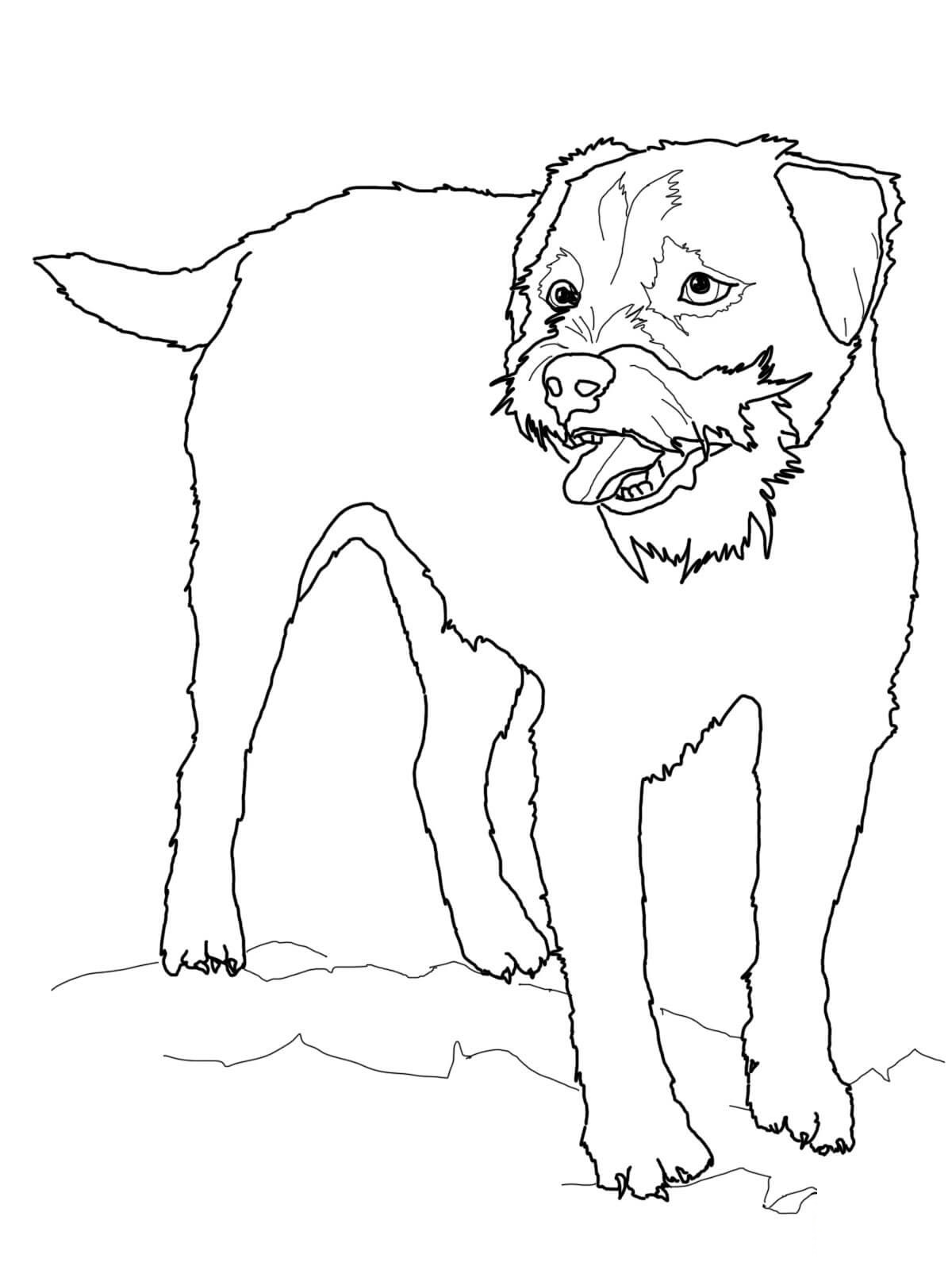 Köpek
