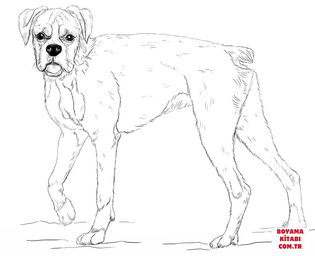 Köpek