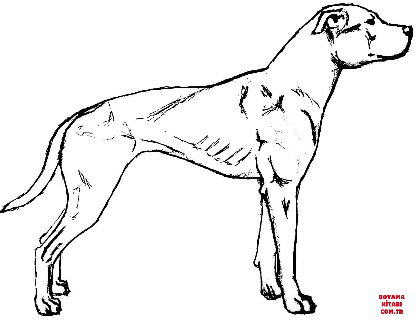 Köpek
