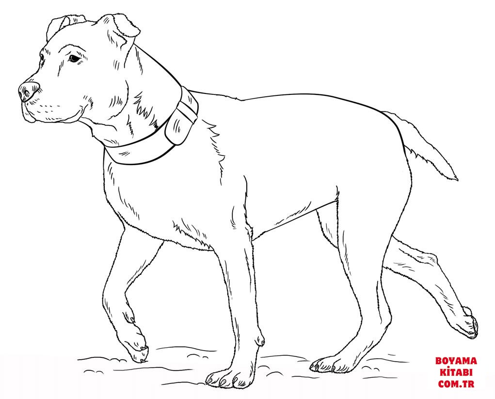 Köpek