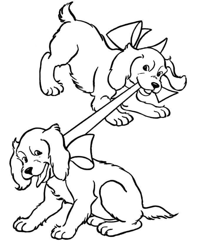 Köpek