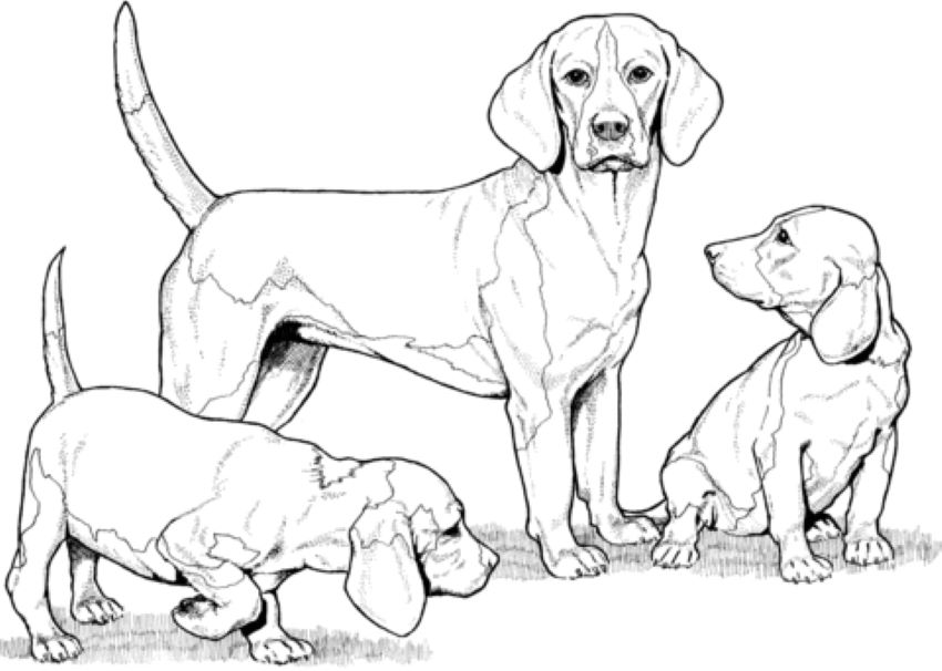 Köpek