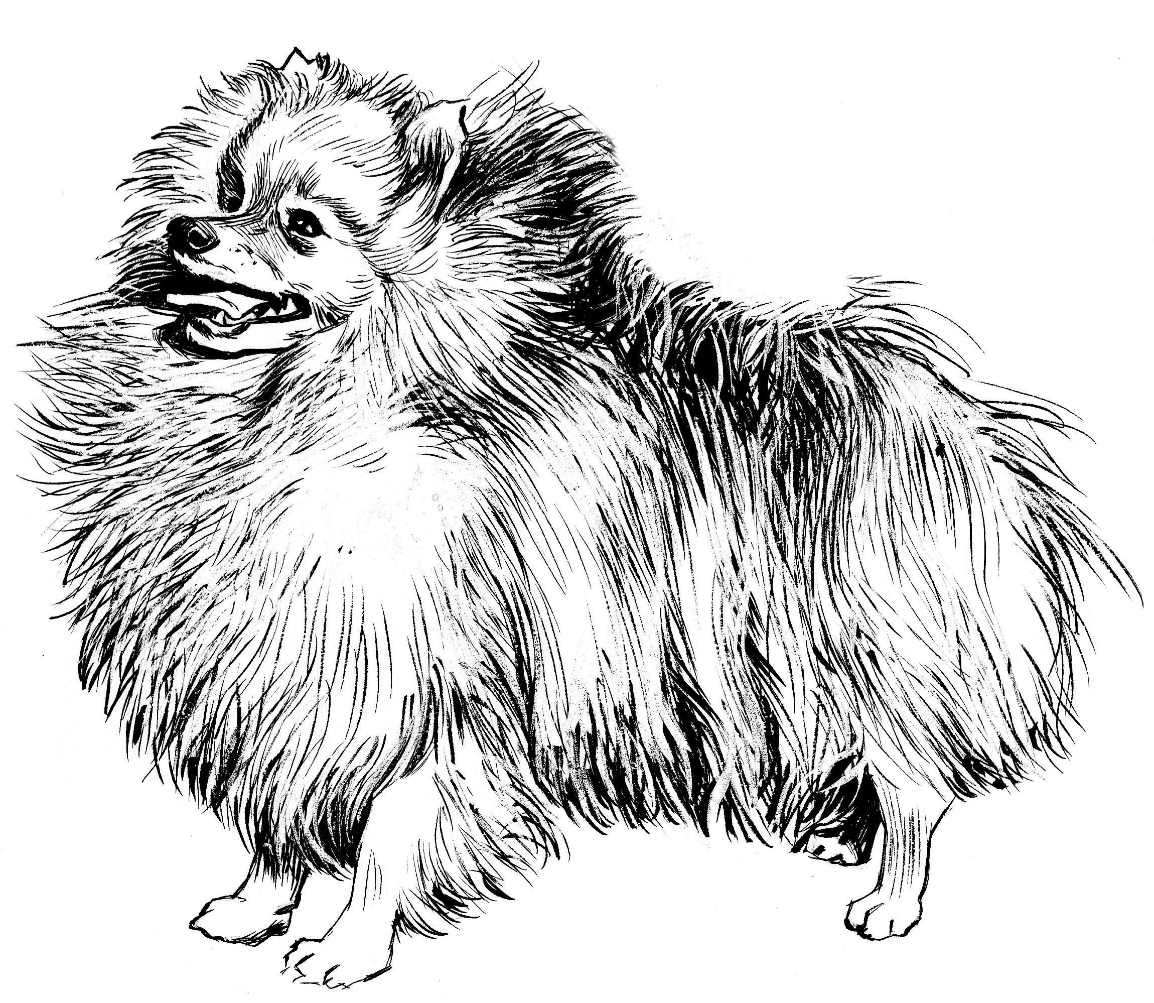 Köpek