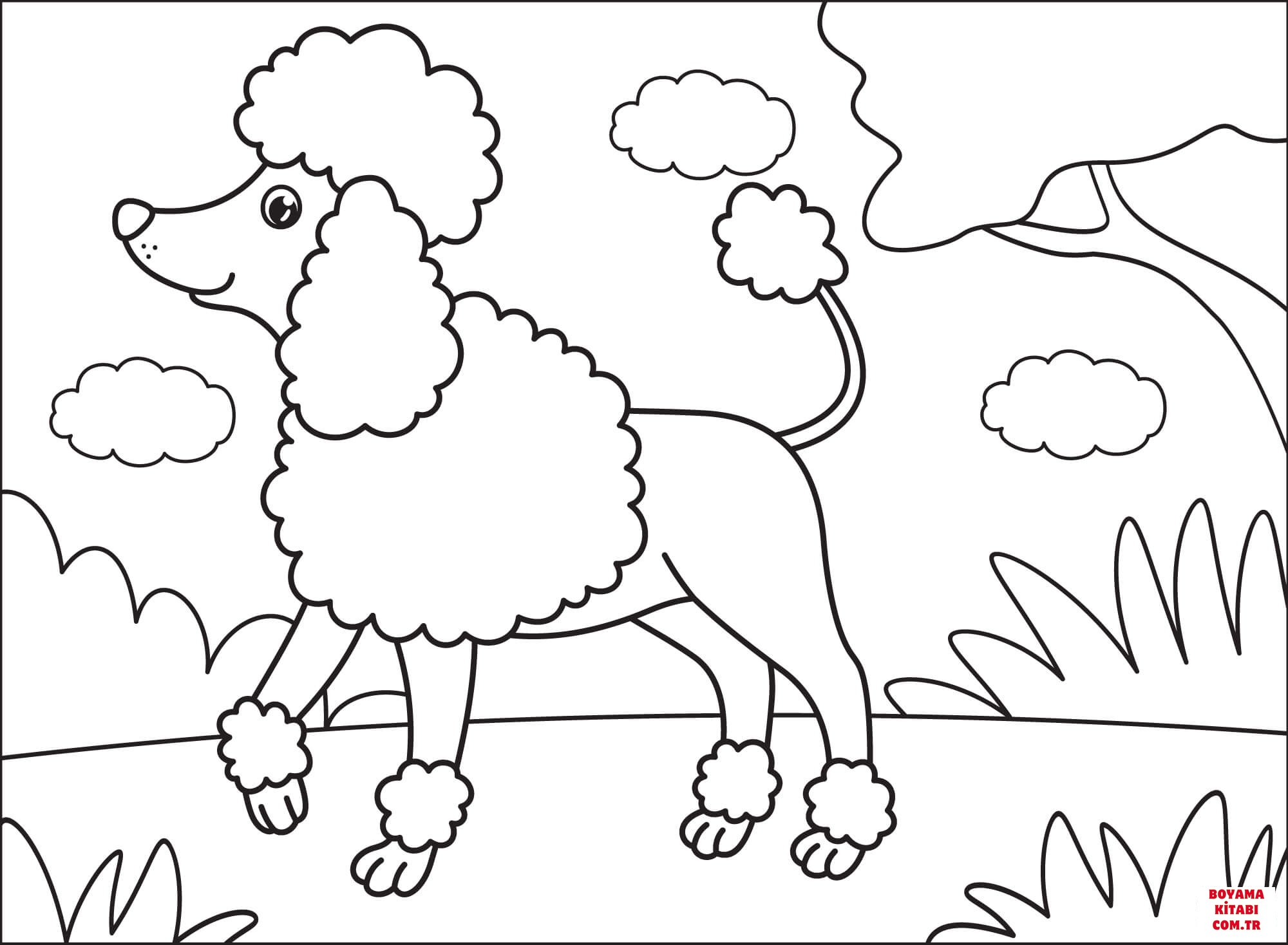 Köpek