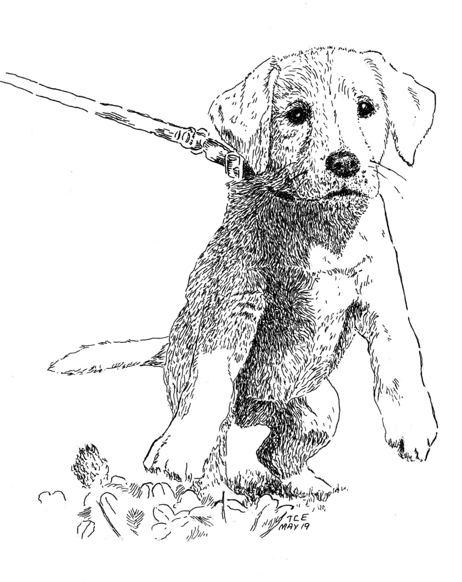 Köpek