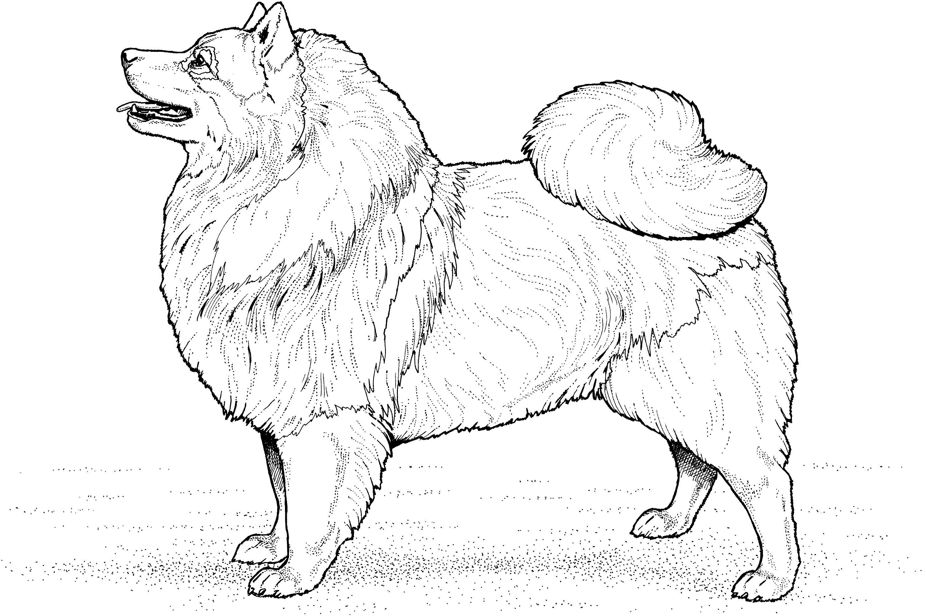Köpek