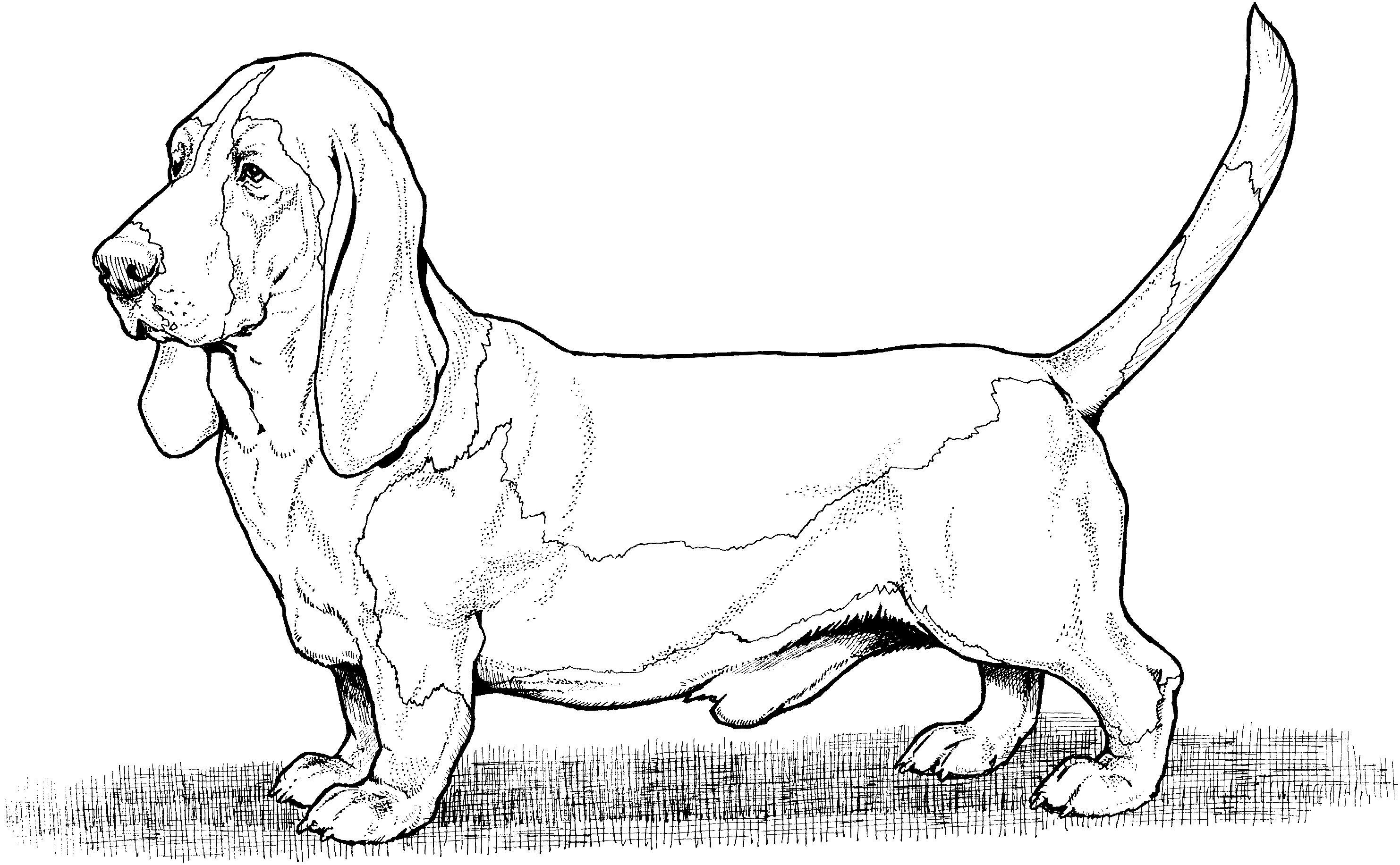 Köpek
